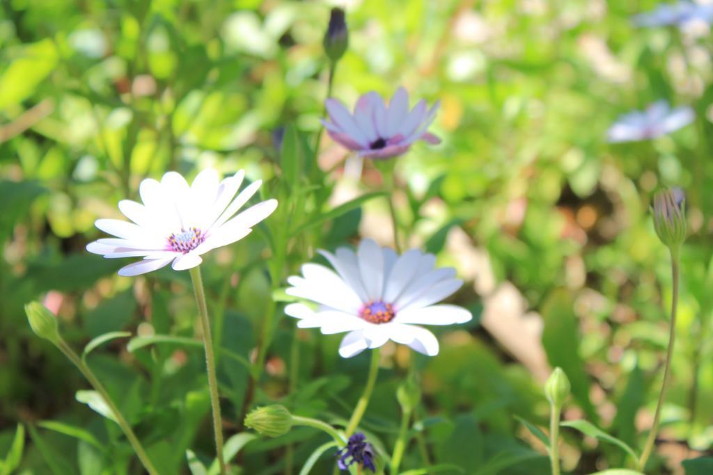 פוצ'ה ואראנו Albergo Il Giardino מראה חיצוני תמונה